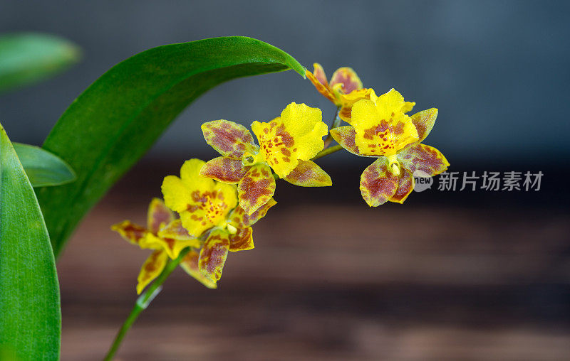 兰花微型杂交品种，名为Howeara Golden Bug